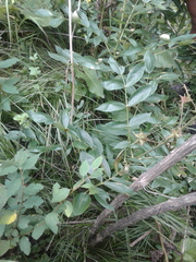 Dictamnus angustifolius