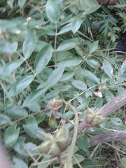 Dictamnus angustifolius