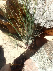 Gethyllis verticillata