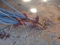 Gethyllis verticillata