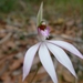 Caladenia catenata - Photo (c) John Tann, μερικά δικαιώματα διατηρούνται (CC BY)