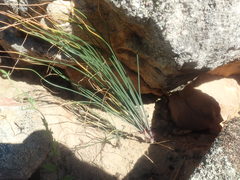 Gethyllis verticillata