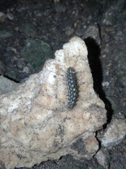 Setina