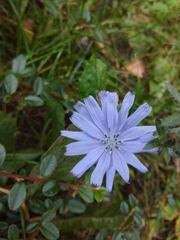 Cichorium intybus