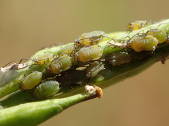 Lipaphis pseudobrassicae