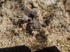 Anacampseros retusa