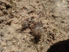 Anacampseros retusa