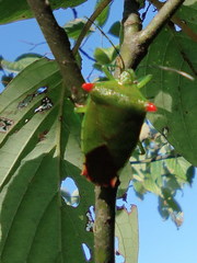 Acanthosoma labiduroides