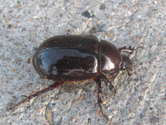 Aphonides dunnianus