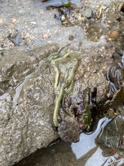 Eulalia clavigera