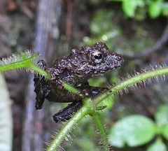 Pristimantis labiosus