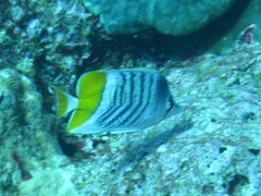 Chaetodon mertensii
