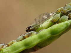 Lipaphis pseudobrassicae