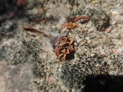 Anacampseros retusa