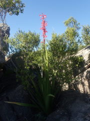 Watsonia vanderspuyae