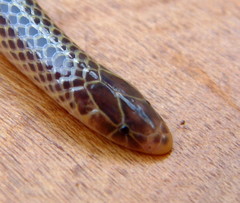 Speckled Quill-Snouted Snake photo 2