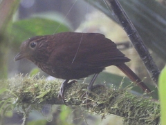 Thripadectes ignobilis