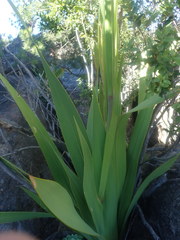 Watsonia vanderspuyae