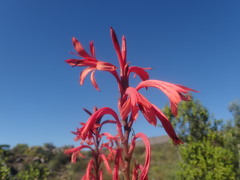 Watsonia vanderspuyae