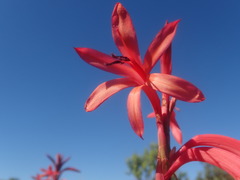 Watsonia vanderspuyae