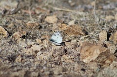 Pontia occidentalis