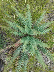 Diarthron altaica