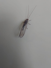Chrysopidae