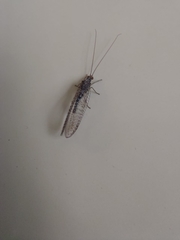 Chrysopidae