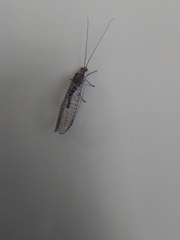 Chrysopidae