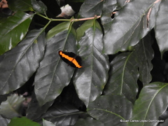 Catonephele mexicana