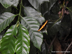 Catonephele mexicana