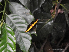 Catonephele mexicana