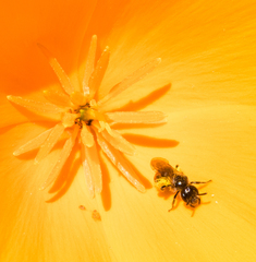 Micralictoides ruficaudus