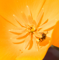 Micralictoides ruficaudus