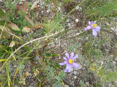 Galatella hauptii