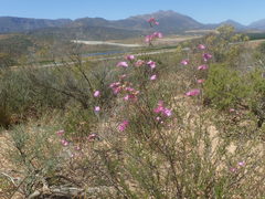 Lampranthus stenopetalus