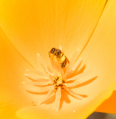 Micralictoides ruficaudus