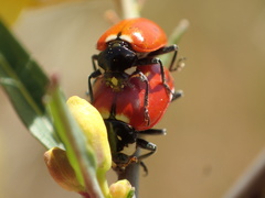 Hippodamia quinquesignata