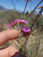 Lampranthus stenopetalus