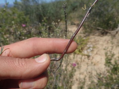 Lampranthus stenopetalus