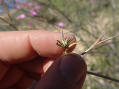 Lampranthus stenopetalus