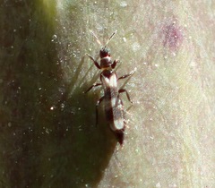 Aeolothrips