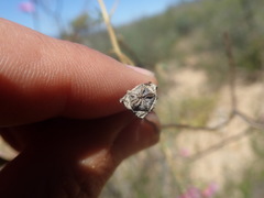 Lampranthus stenopetalus