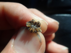 Lampranthus stenopetalus