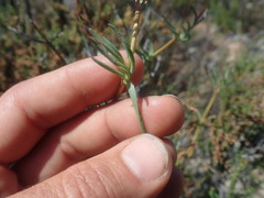 Lampranthus stenopetalus