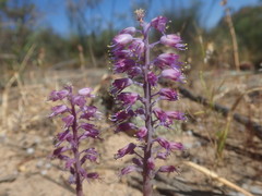 Lachenalia pallida