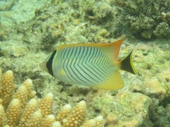 Chevron Butterflyfish photo 5