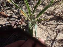 Pelargonium ellaphieae