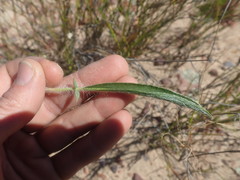 Pelargonium ellaphieae