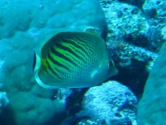 Chaetodon pelewensis